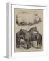 The Royal Agricultural Show at Oxford, Prize Animals-Harrison William Weir-Framed Giclee Print