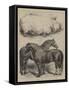 The Royal Agricultural Show at Oxford, Prize Animals-Harrison William Weir-Framed Stretched Canvas