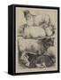 The Royal Agricultural Show at Oxford, Prize Animals-Harrison William Weir-Framed Stretched Canvas