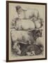 The Royal Agricultural Show at Oxford, Prize Animals-Harrison William Weir-Framed Giclee Print