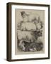 The Royal Agricultural Show at Oxford, Prize Animals-Harrison William Weir-Framed Giclee Print