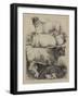 The Royal Agricultural Show at Oxford, Prize Animals-Harrison William Weir-Framed Giclee Print