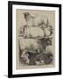 The Royal Agricultural Show at Oxford, Prize Animals-Harrison William Weir-Framed Giclee Print