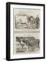 The Royal Agricultural Society's Show, at Chelmsford-Harrison William Weir-Framed Giclee Print