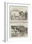 The Royal Agricultural Society's Show, at Chelmsford-Harrison William Weir-Framed Giclee Print