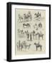 The Royal Dublin Society's Horse Show-null-Framed Giclee Print