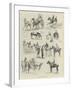 The Royal Dublin Society's Horse Show-null-Framed Giclee Print