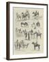 The Royal Dublin Society's Horse Show-null-Framed Giclee Print