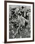 The Royal Horticultural Society's Show in the Temple Gardens-Frank Craig-Framed Giclee Print