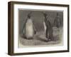 The Royal Penguin in the Zoological Society's Gardens, Regent's Park-Friedrich Wilhelm Keyl-Framed Giclee Print
