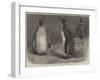 The Royal Penguin in the Zoological Society's Gardens, Regent's Park-Friedrich Wilhelm Keyl-Framed Giclee Print