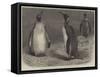 The Royal Penguin in the Zoological Society's Gardens, Regent's Park-Friedrich Wilhelm Keyl-Framed Stretched Canvas