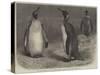 The Royal Penguin in the Zoological Society's Gardens, Regent's Park-Friedrich Wilhelm Keyl-Stretched Canvas