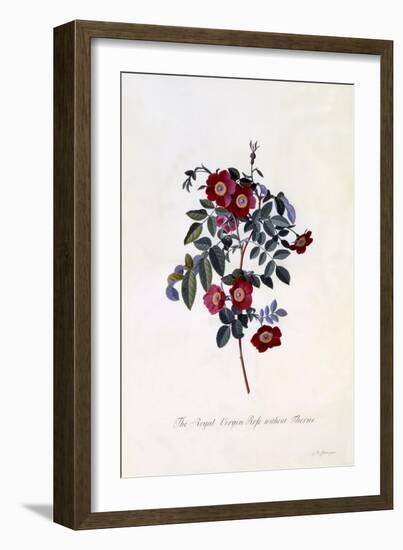 The Royal Virgin Rose Without Thorns, C.1745-Georg Dionysius Ehret-Framed Giclee Print