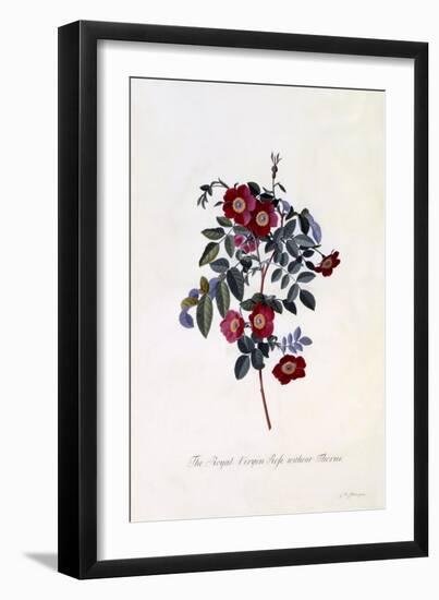 The Royal Virgin Rose Without Thorns, C.1745-Georg Dionysius Ehret-Framed Giclee Print