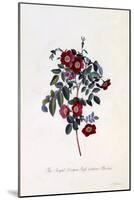 The Royal Virgin Rose Without Thorns, C.1745-Georg Dionysius Ehret-Mounted Giclee Print