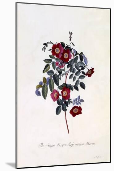 The Royal Virgin Rose Without Thorns, C.1745-Georg Dionysius Ehret-Mounted Giclee Print