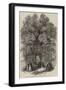 The Royal Visit to Cambridge, Sketch in the Gardens of Trinity College-null-Framed Giclee Print
