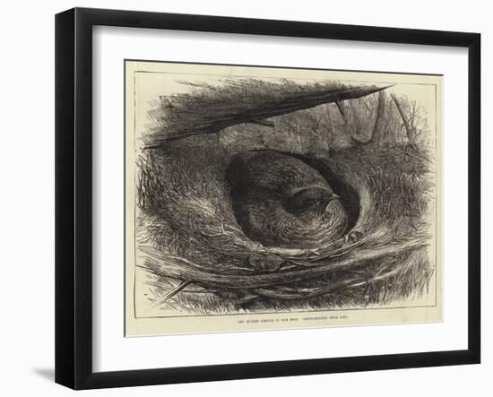 The Ruffed Grouse in Her Nest-null-Framed Giclee Print