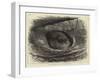 The Ruffed Grouse in Her Nest-null-Framed Giclee Print