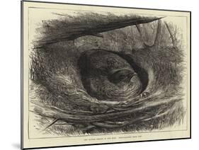 The Ruffed Grouse in Her Nest-null-Mounted Giclee Print