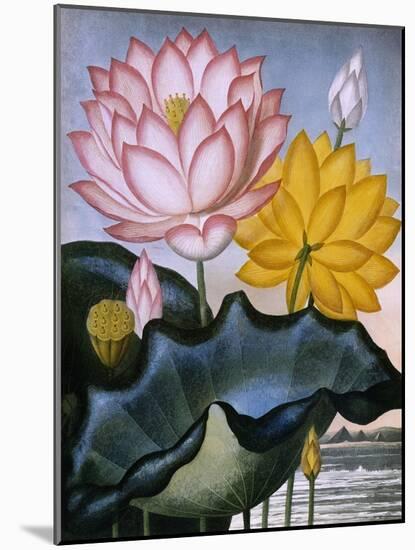 The Sacred Egyptian Bean (Lotus)-null-Mounted Art Print