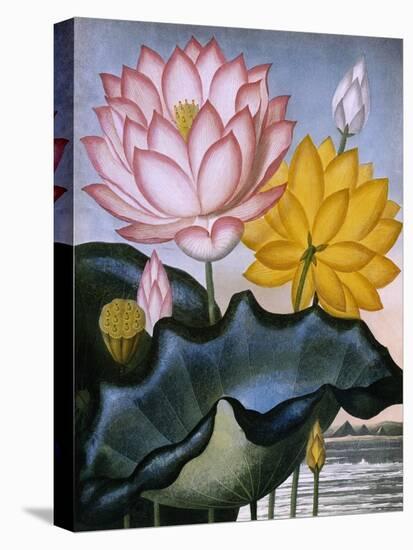 The Sacred Egyptian Bean (Lotus)-null-Stretched Canvas