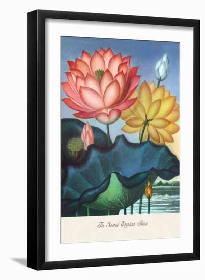 The Sacred Egyptian Bean-null-Framed Art Print