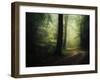 The Sacred Path-Philippe Manguin-Framed Photographic Print