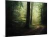 The Sacred Path-Philippe Manguin-Mounted Photographic Print