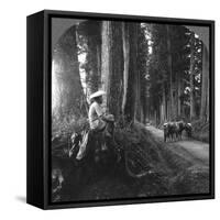 The Sacred Road to Nikko, Japan, 1905-BL Singley-Framed Stretched Canvas