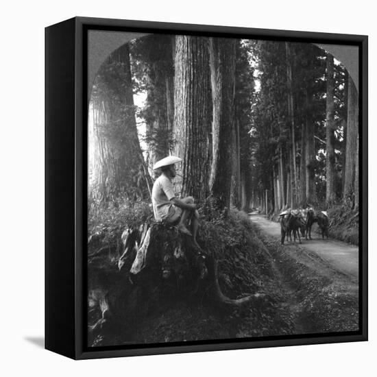 The Sacred Road to Nikko, Japan, 1905-BL Singley-Framed Stretched Canvas