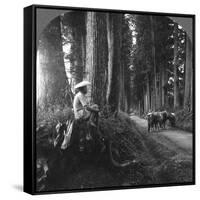 The Sacred Road to Nikko, Japan, 1905-BL Singley-Framed Stretched Canvas