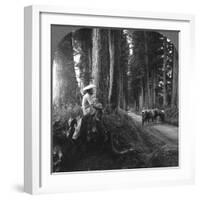 The Sacred Road to Nikko, Japan, 1905-BL Singley-Framed Photographic Print