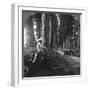 The Sacred Road to Nikko, Japan, 1905-BL Singley-Framed Photographic Print