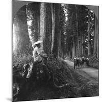 The Sacred Road to Nikko, Japan, 1905-BL Singley-Mounted Photographic Print