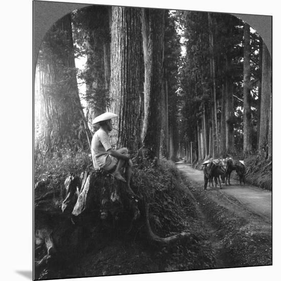 The Sacred Road to Nikko, Japan, 1905-BL Singley-Mounted Photographic Print