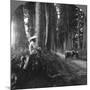 The Sacred Road to Nikko, Japan, 1905-BL Singley-Mounted Photographic Print