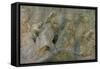 The Sacrifice of Noah, 17th Century-Peter Paul Rubens-Framed Stretched Canvas
