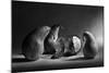 The Sad Farewell- the 3Rd Part of the Jam Triptych-Victoria Ivanova-Mounted Photographic Print