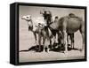 The Sahara Camel, Youngsters Have Black Noses and Later Changes to All Over Creamy White-null-Framed Stretched Canvas