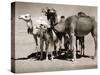 The Sahara Camel, Youngsters Have Black Noses and Later Changes to All Over Creamy White-null-Stretched Canvas