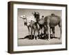 The Sahara Camel, Youngsters Have Black Noses and Later Changes to All Over Creamy White-null-Framed Photographic Print