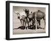 The Sahara Camel, Youngsters Have Black Noses and Later Changes to All Over Creamy White-null-Framed Photographic Print