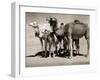 The Sahara Camel, Youngsters Have Black Noses and Later Changes to All Over Creamy White-null-Framed Photographic Print