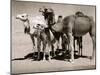 The Sahara Camel, Youngsters Have Black Noses and Later Changes to All Over Creamy White-null-Mounted Photographic Print