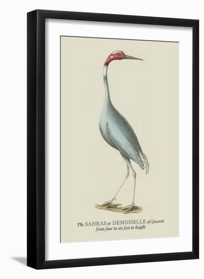 The Sahras or Demoiselle of Guzerat-J. Forbes-Framed Art Print