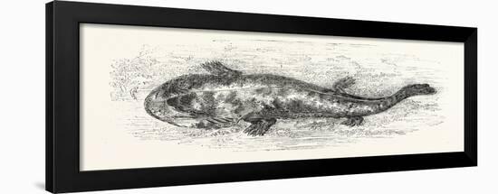 The Salamander-null-Framed Giclee Print