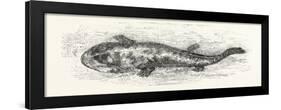 The Salamander-null-Framed Giclee Print