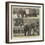 The Sale by Auction of Myers' Great American Circus and Hippodrome-John Charles Dollman-Framed Giclee Print